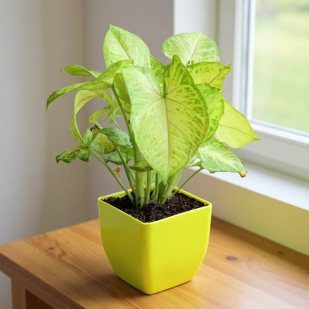 White Butterfly Syngonium