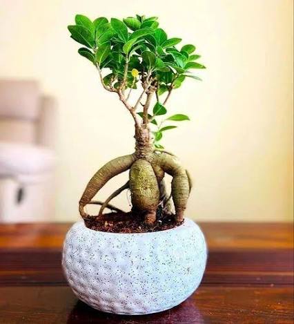 Royal Bonsai Plant