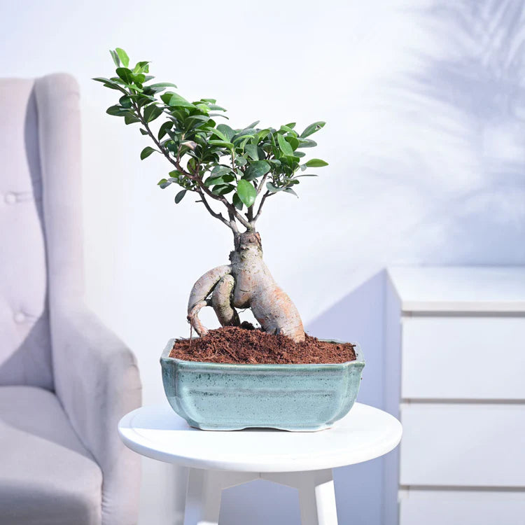 Lucky Bonsai Plant
