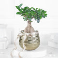 Premium Indoor Bonsai Tree