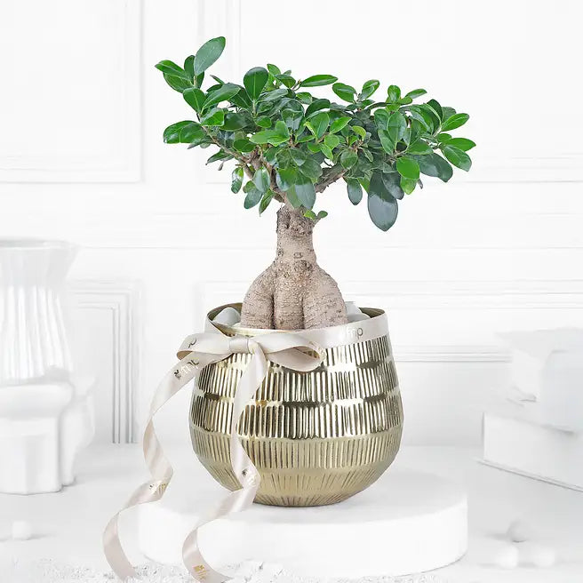 Premium Indoor Bonsai Tree