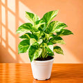 Lucky Green Money Plant