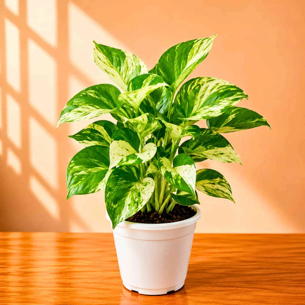 Lucky Green Money Plant