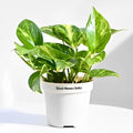 Prosperity Money Plant