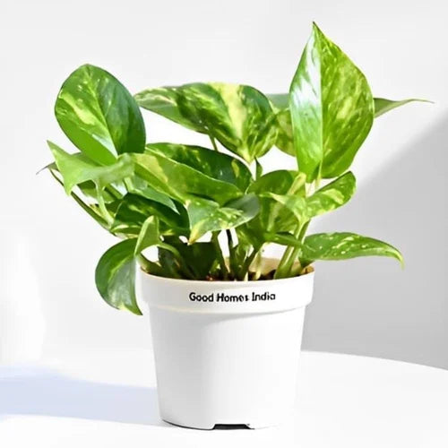 Prosperity Money Plant