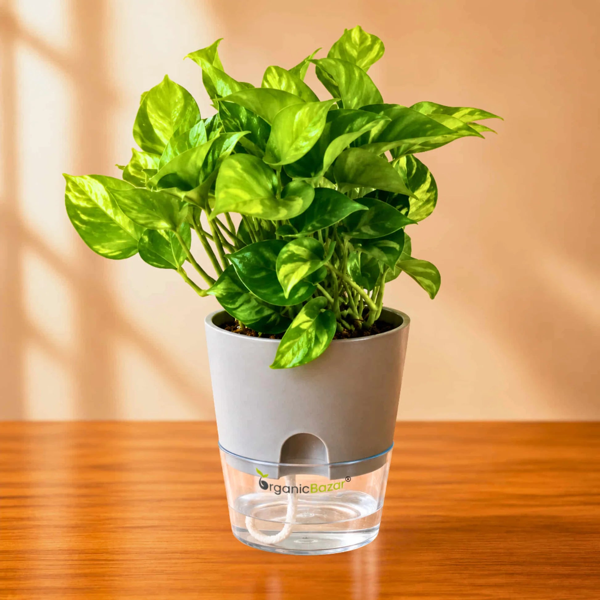 Indoor Air Purifying Money Plant