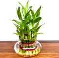 Lucky Harmony 2 Layer Bamboo Plant