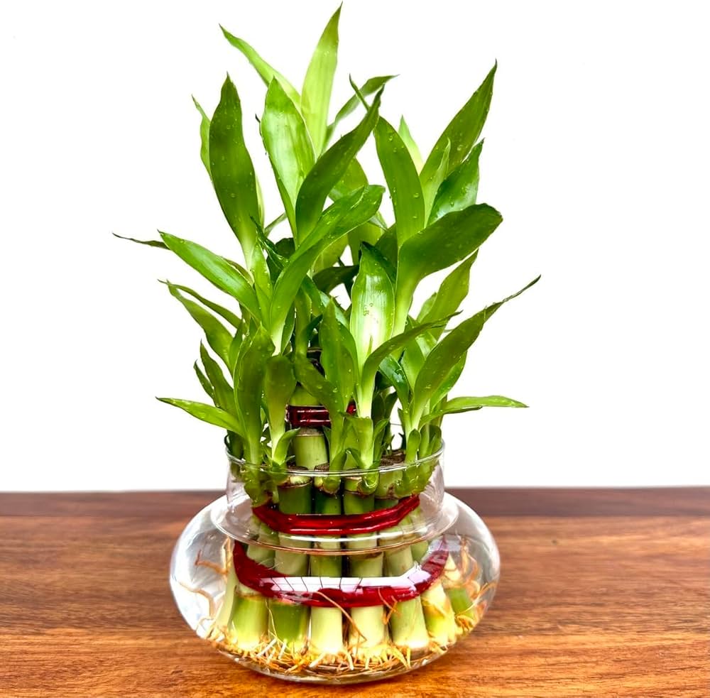 Lucky Harmony 2 Layer Bamboo Plant