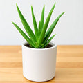 Healthy Aloe Vera Indoor Plant