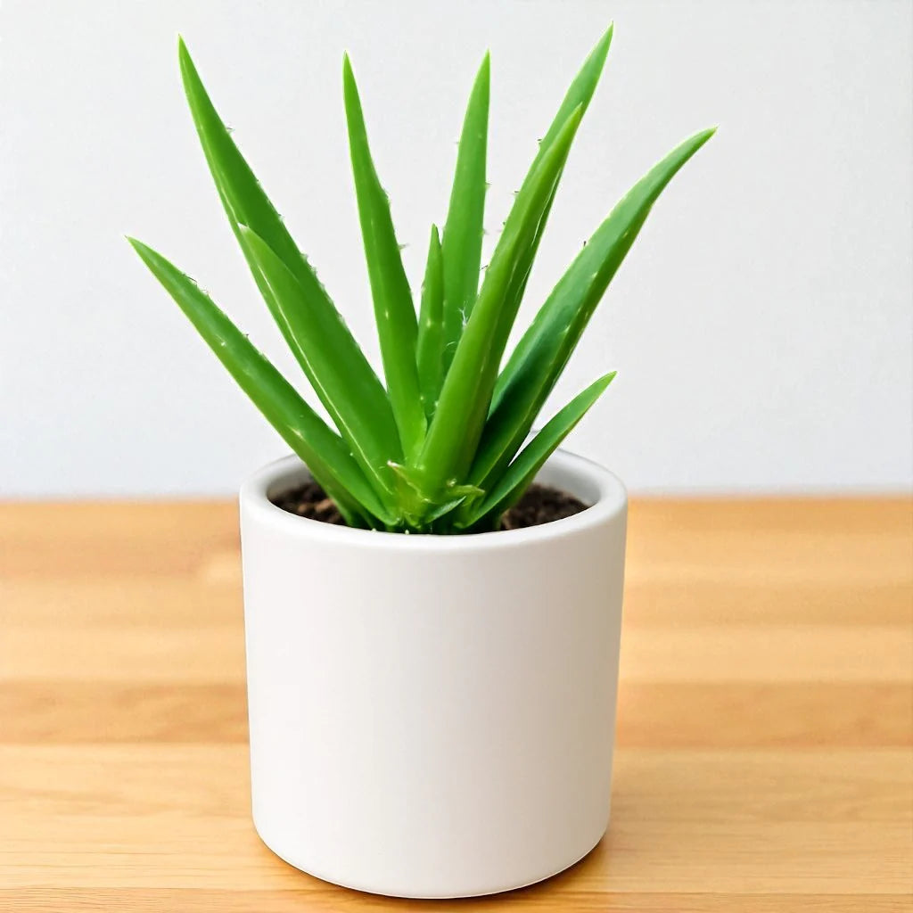 Healthy Aloe Vera Indoor Plant