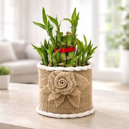 Twin Prosperity Lucky Bamboo
