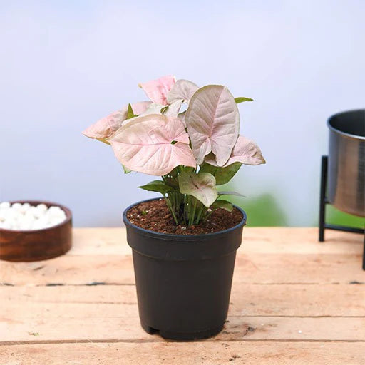 Pink Beauty Syngonium Plant