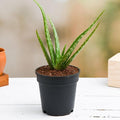 Natural Aloe Vera Succulent