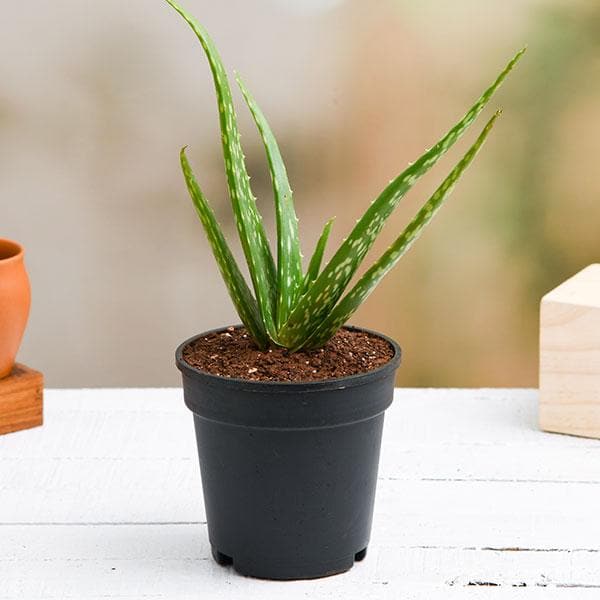 Natural Aloe Vera Succulent