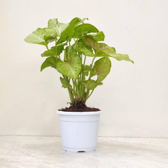 Green Arrow Syngonium Plant