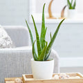 Air Purifying Aloe Vera Plant