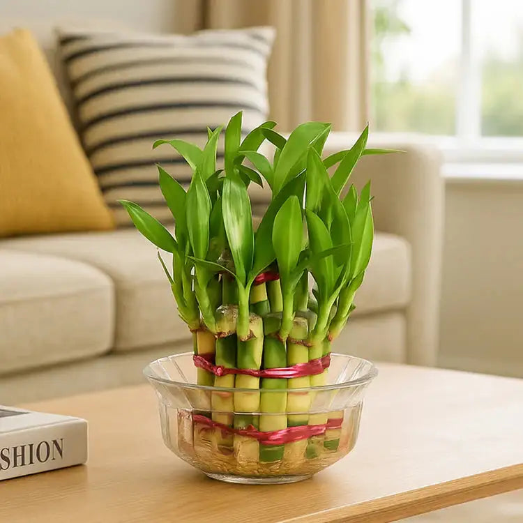 Green Bliss 2 Layer Bamboo