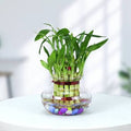 Two-Tier Lucky Bamboo for Good Luck