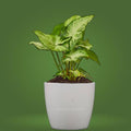 Indoor Air Purifying Syngonium