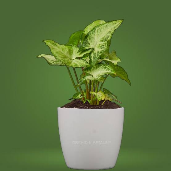 Indoor Air Purifying Syngonium