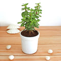 Premium Jade Succulent Plant