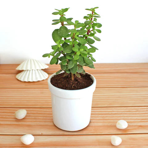 Premium Jade Succulent Plant