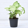 Syngonium Green Splash Plant