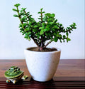 Prosperity Jade Plant