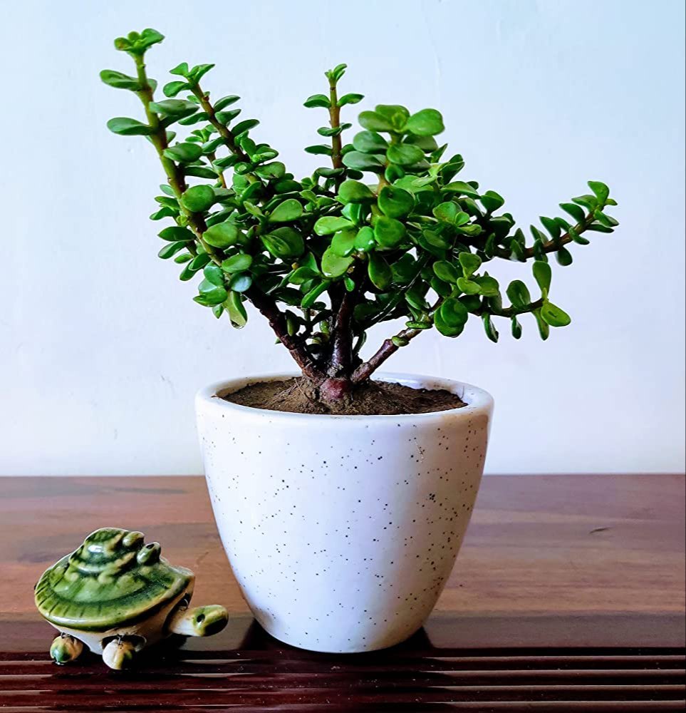 Prosperity Jade Plant