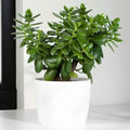 Green Fortune Jade Plant