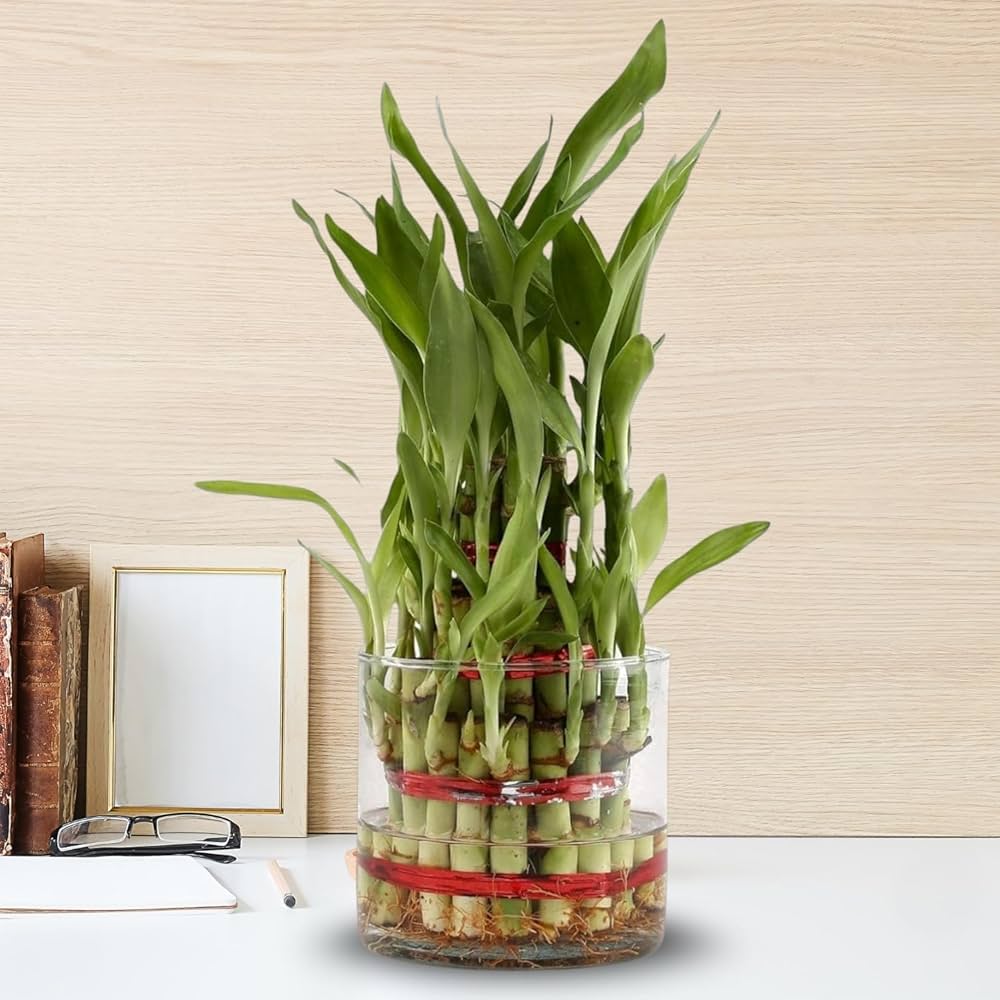 Triple Fortune Lucky Bamboo Plant
