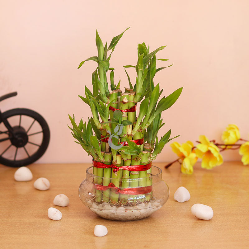 Prosperity 3 Layer Bamboo