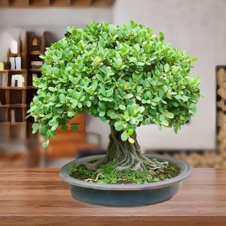 Mini Zen Bonsai Plant