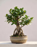 Green Harmony Bonsai