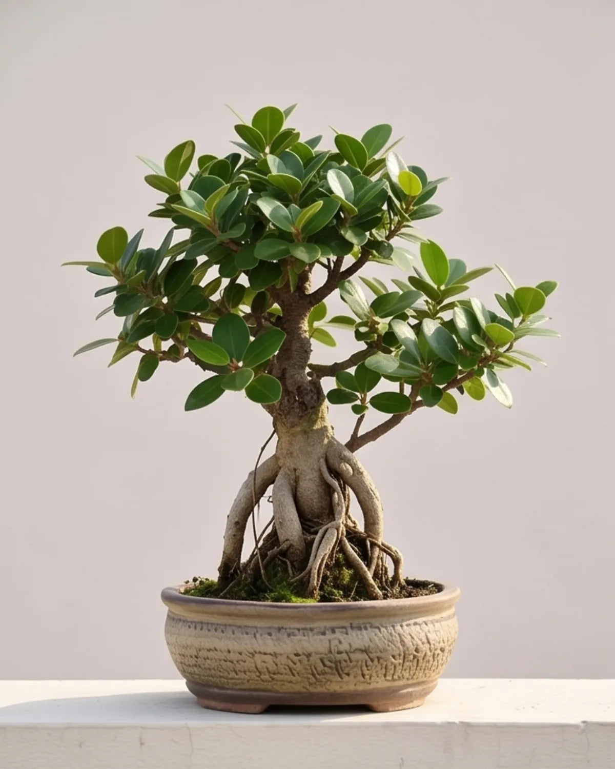Green Harmony Bonsai