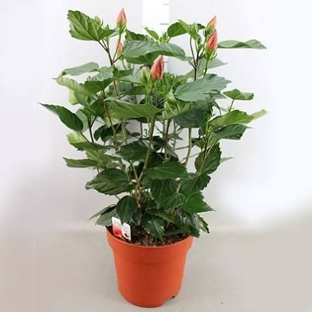 Pink Hibiscus Flower Plant