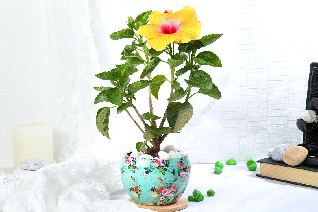 Yellow Hibiscus Garden Plant