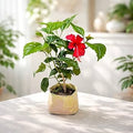 Petal Hibiscus Plant