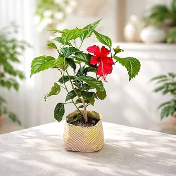 Petal Hibiscus Plant