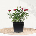 Red Rose Plant in Decorative Pot