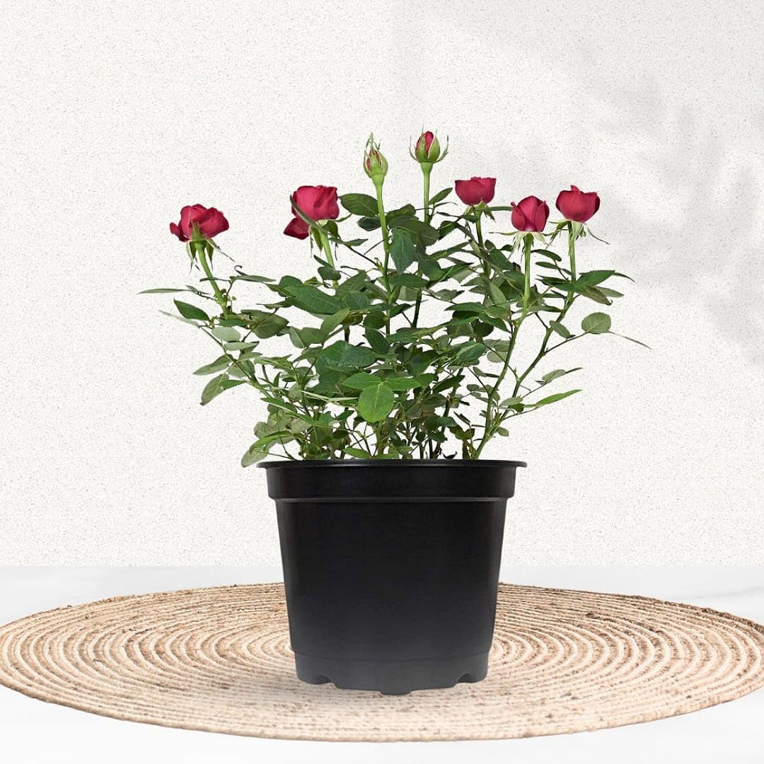 Red Rose Plant in Decorative Pot