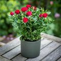 Evergreen Blooming Rose Plant
