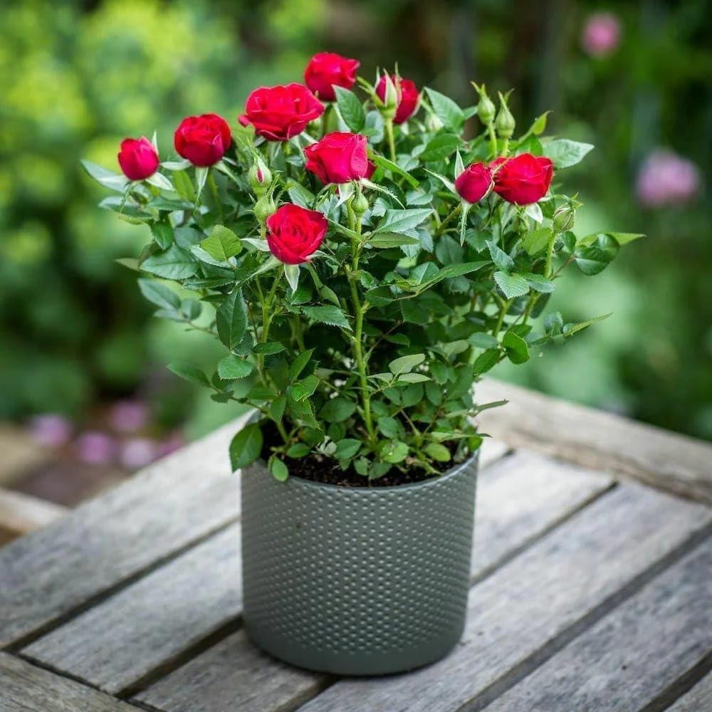 Evergreen Blooming Rose Plant