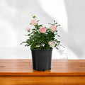 Pink Rose Flowering Plant