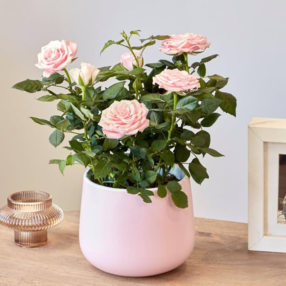 Pink Petal Rose Plant