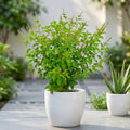 Sacred Krishna Tulsi Plant