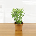 Premium Rama Tulsi Plant