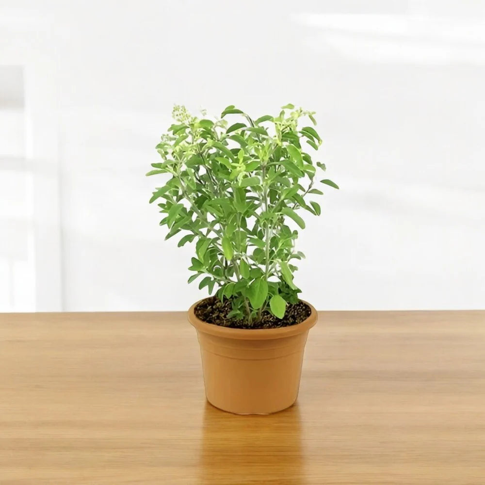 Premium Rama Tulsi Plant