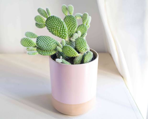 Golden Barrel Cactus Plant