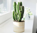 Moon Cactus in Decorative Pot
